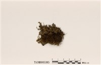 藏品(無裂芽腎盤衣)的圖片